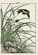 Keinen Imao Bird and Flower Albums Iris, Lily, Skylark - Panteek Antique Prints