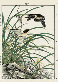 Keinen Imao Bird and Flower Albums Iris, Lily, Skylark - Panteek Antique Prints