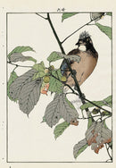 Keinen Imao Bird and Flower Albums Japanese Oak, Jay - Panteek Antique Prints