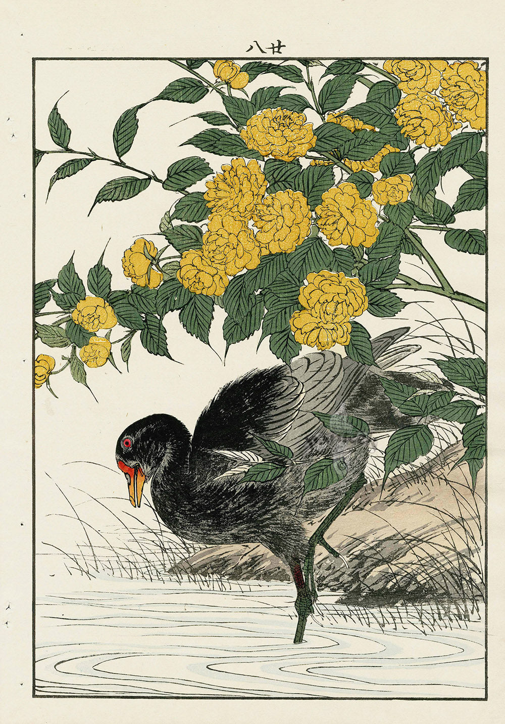 Keinen Imao Bird and Flower Albums Japanese Yellow Rose, Moorhen
