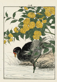Keinen Imao Bird and Flower Albums Japanese Yellow Rose, Moorhen - Panteek Antique Prints