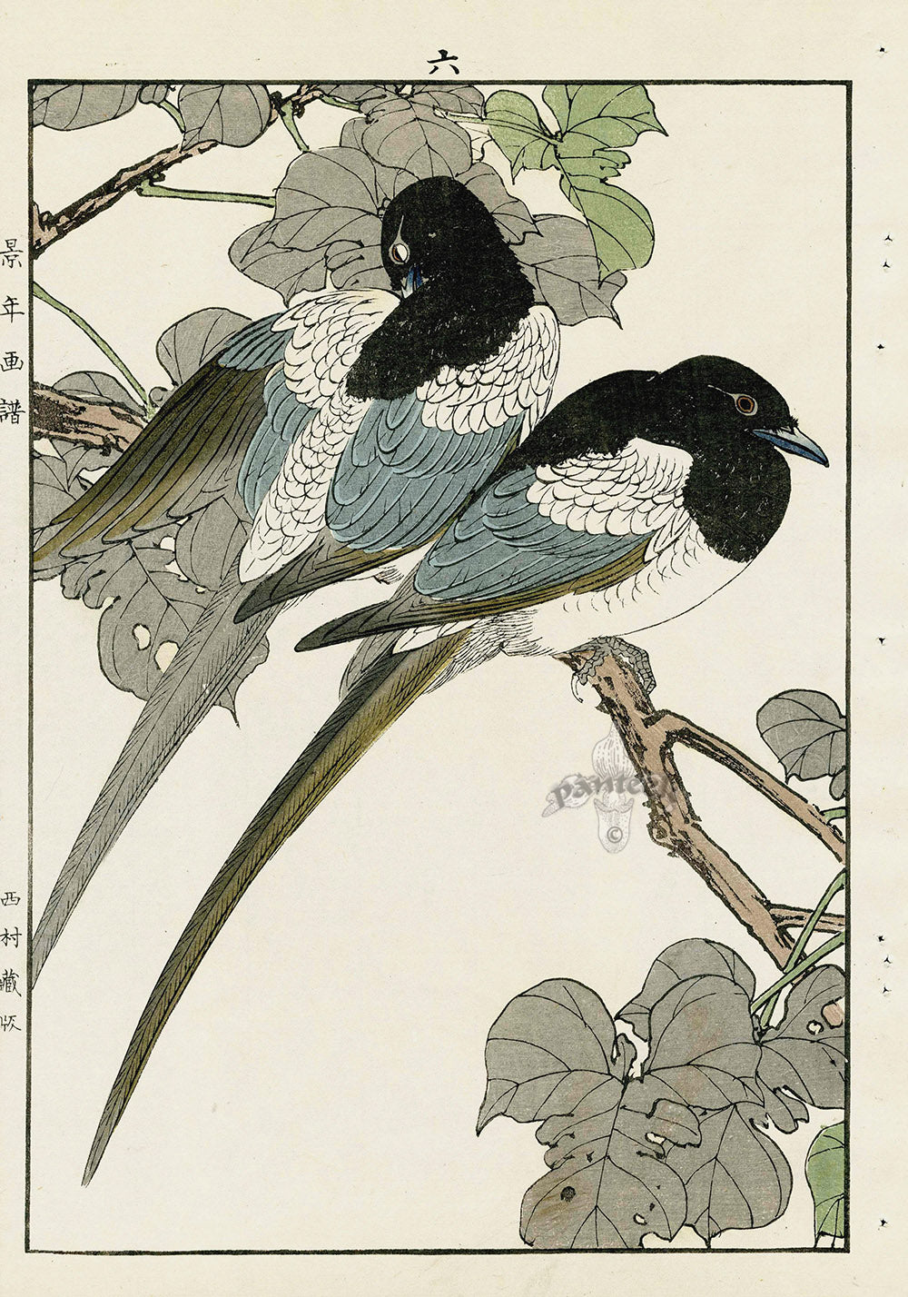 Keinen Imao Bird and Flower Albums Magpie, Catalpa