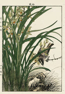Keinen Imao Bird and Flower Albums Orchid, Reeds, Finch - Panteek Antique Prints