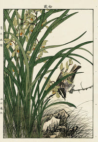 Keinen Imao Bird and Flower Albums Orchid, Reeds, Finch - Panteek Antique Prints