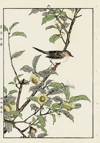 Keinen Imao Bird and Flower Albums Perching Bird, Spring Blossoms - Panteek Antique Prints