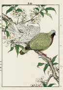 Keinen Imao Bird and Flower Albums Pigeons, Spring Blooms - Panteek Antique Prints