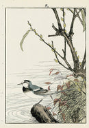 Keinen Imao Bird and Flower Albums Pussy Willow, Pied Wagtail - Panteek Antique Prints