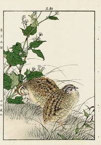 Keinen Imao Bird and Flower Albums Quail, Sagittarius - Panteek Antique Prints