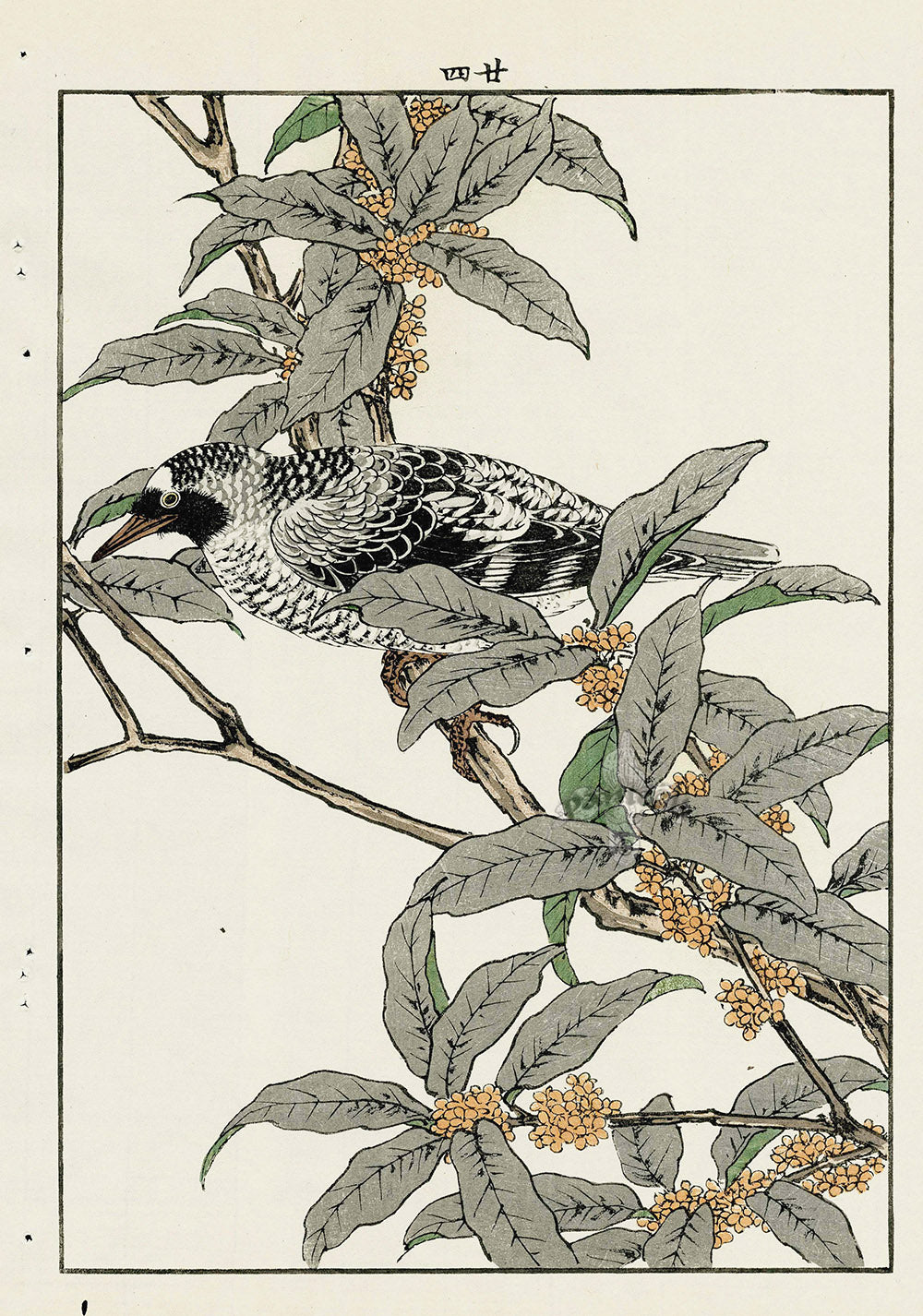 Keinen Imao Bird and Flower Albums Red Berries, Bird