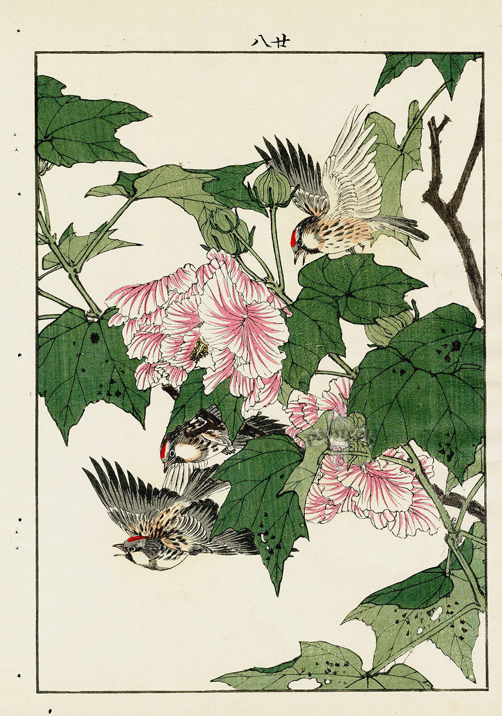 Keinen Imao Bird and Flower Albums Redpoll, Rose Mallow