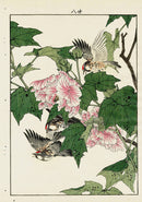 Keinen Imao Bird and Flower Albums Redpoll, Rose Mallow - Panteek Antique Prints