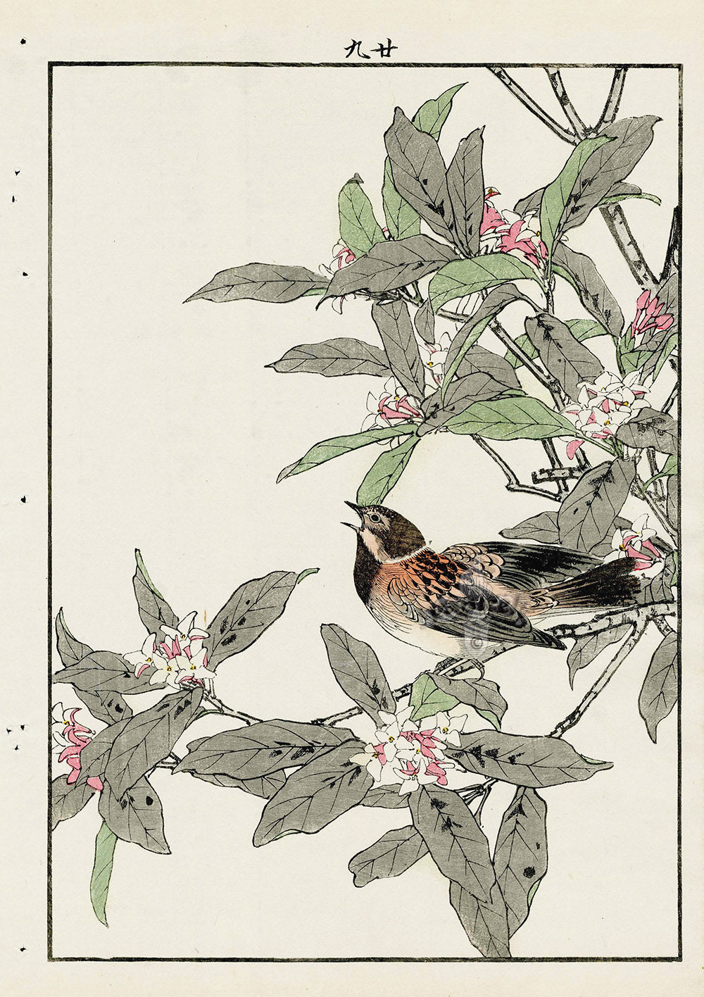 Keinen Imao Bird and Flower Albums Reed Bunting, Daphne