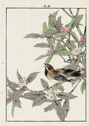 Keinen Imao Bird and Flower Albums Reed Bunting, Daphne - Panteek Antique Prints