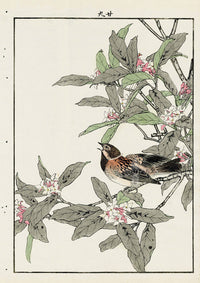Keinen Imao Bird and Flower Albums Reed Bunting, Daphne - Panteek Antique Prints