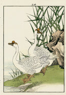 Keinen Imao Bird and Flower Albums Reeds, Ducks - Panteek Antique Prints