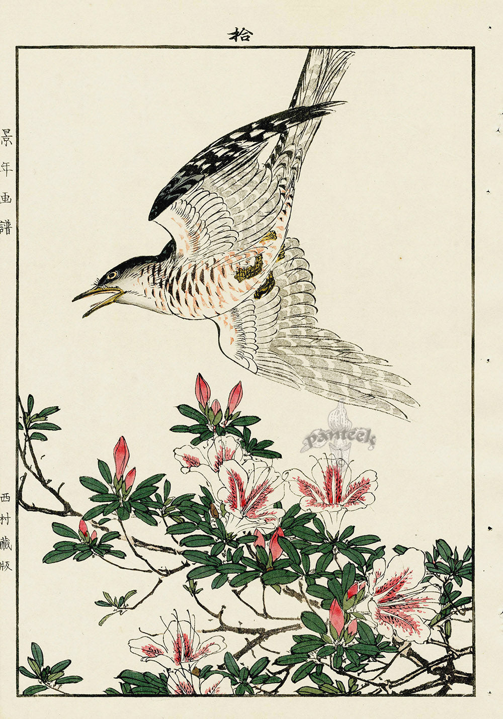 Keinen Imao Bird and Flower Albums Rhododendron, Cuckoo