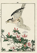 Keinen Imao Bird and Flower Albums Rhododendron, Cuckoo - Panteek Antique Prints