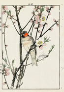 Keinen Imao Bird and Flower Albums Ruby Throat, Peach Blossom - Panteek Antique Prints