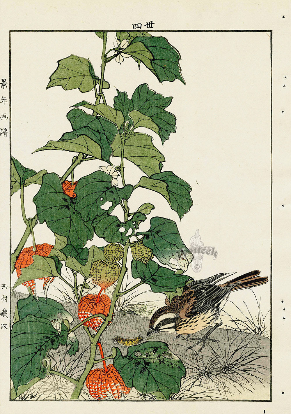 Keinen Imao Bird and Flower Albums Sparrow, Chinese Lantern