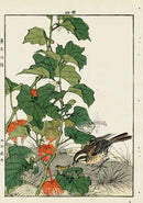 Keinen Imao Bird and Flower Albums Sparrow, Chinese Lantern - Panteek Antique Prints