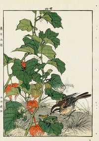 Keinen Imao Bird and Flower Albums Sparrow, Chinese Lantern - Panteek Antique Prints
