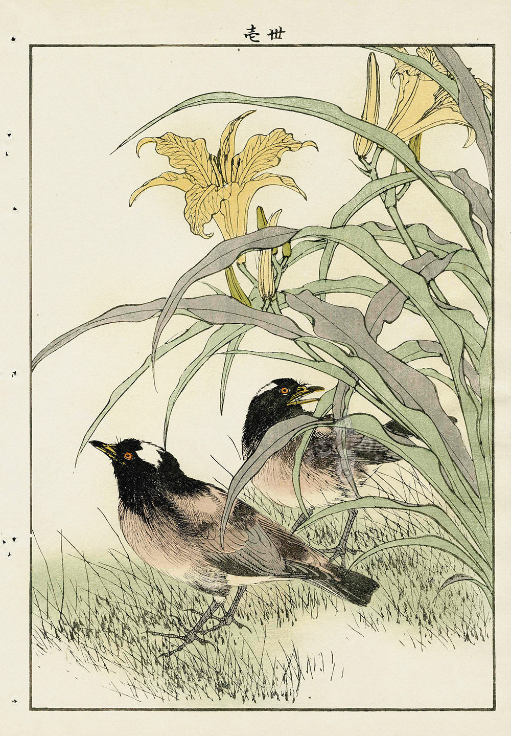 Keinen Imao Bird and Flower Albums Starlings, Day Lily