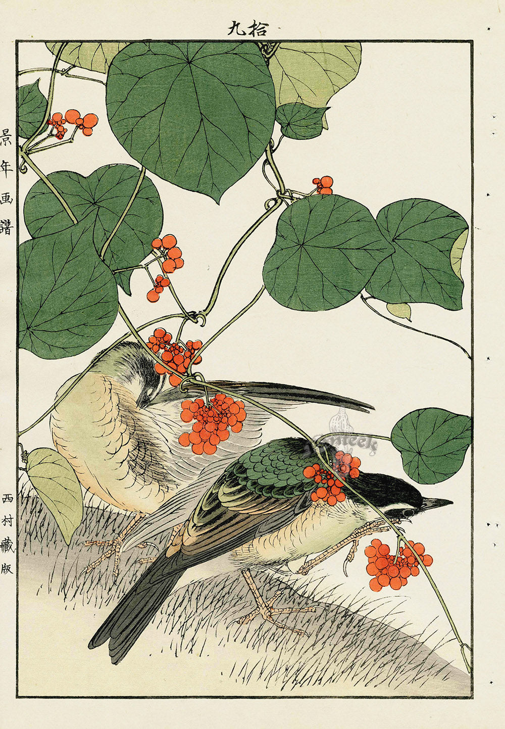 Keinen Imao Bird and Flower Albums Thrush, Berries