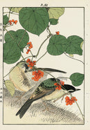 Keinen Imao Bird and Flower Albums Thrush, Berries - Panteek Antique Prints