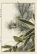 Keinen Imao Bird and Flower Albums Tit, Pine - Panteek Antique Prints
