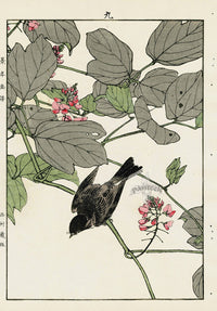 Keinen Imao Bird and Flower Albums Warbler, Gorse - Panteek Antique Prints