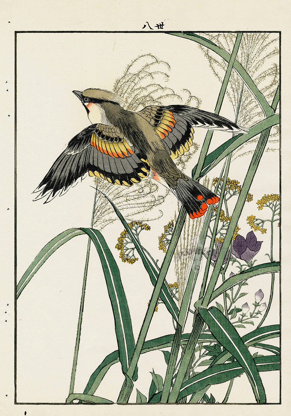Keinen Imao Bird and Flower Albums Waxwing, Silver Grass, Gentian