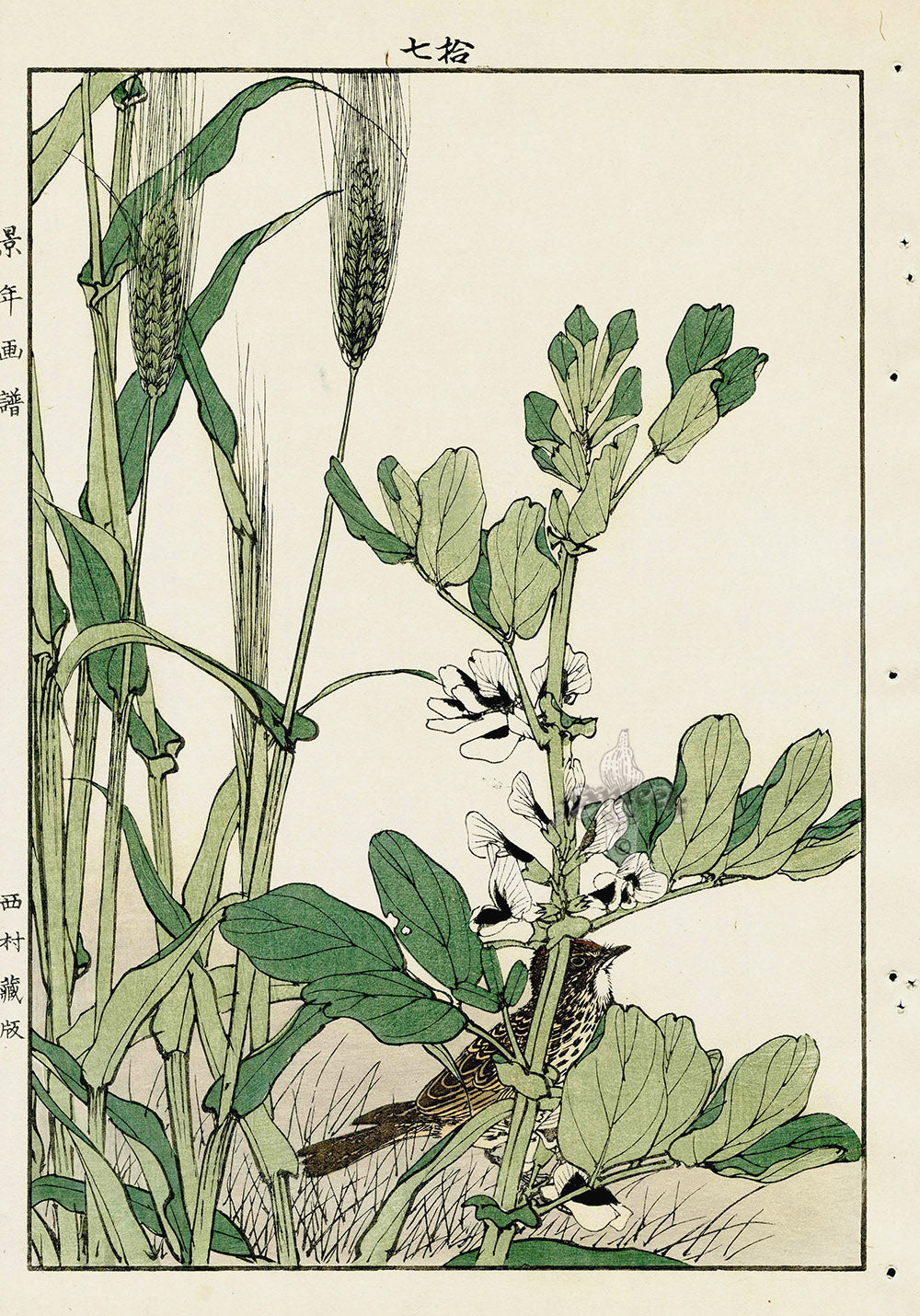 Keinen Imao Bird and Flower Albums Wheat, Thrush