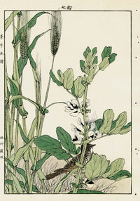 Keinen Imao Bird and Flower Albums Wheat, Thrush - Panteek Antique Prints