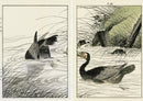 Keinen Imao Birds Comorant 2 prints - Panteek Antique Prints