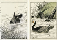 Keinen Imao Birds Comorant 2 prints - Panteek Antique Prints