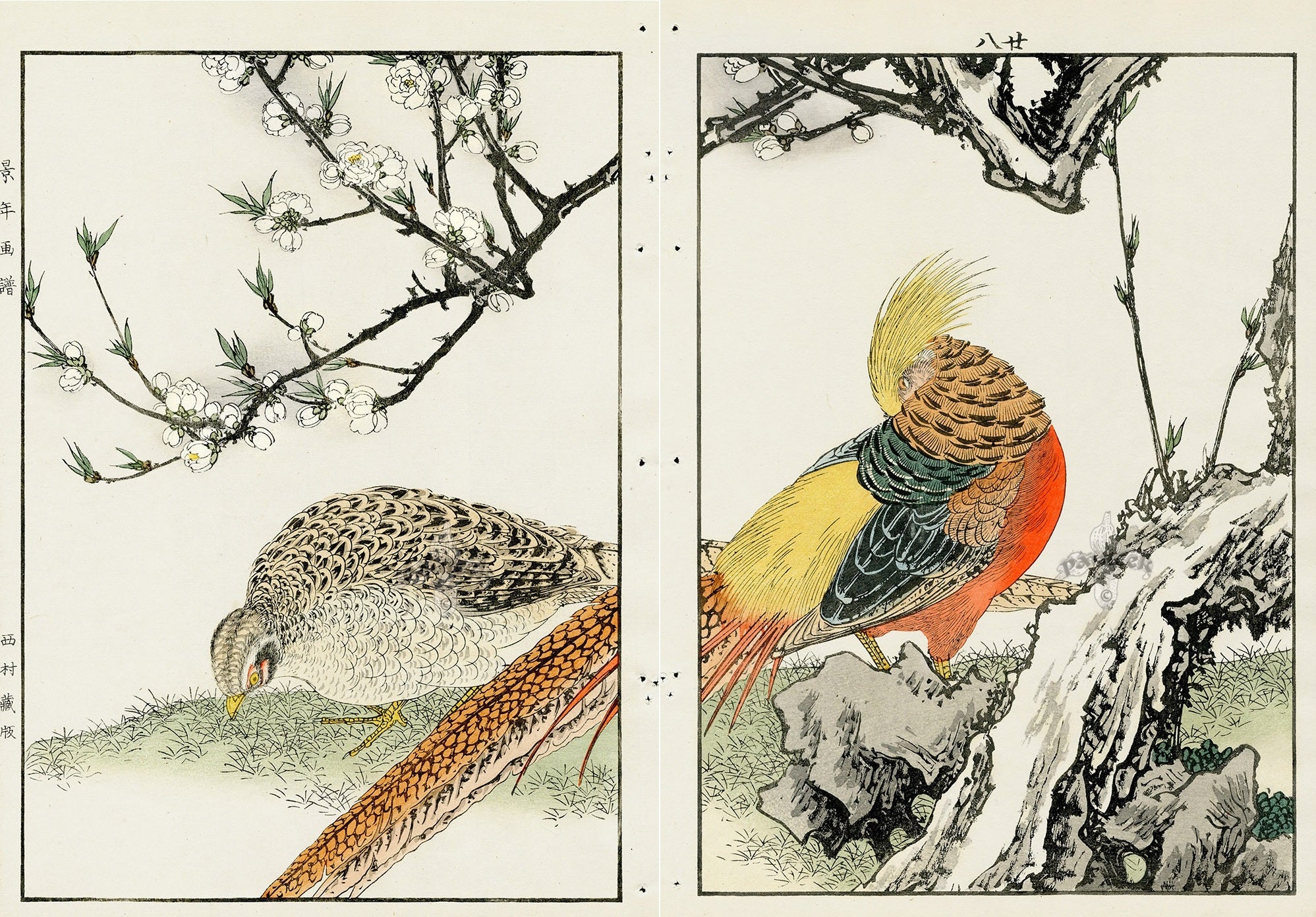 Keinen Imao Birds Flowering Peach, Kinkei (Golden Pheasant) 2 prints