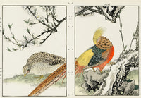 Keinen Imao Birds Flowering Peach, Kinkei (Golden Pheasant) 2 prints - Panteek Antique Prints