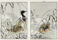 Keinen Imao Birds Kaitsuburi Duck Snow 2 prints - Panteek Antique Prints