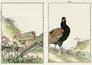 Keinen Imao Birds Kiju (Green pheasant) - Spring 2 prints - Panteek Antique Prints