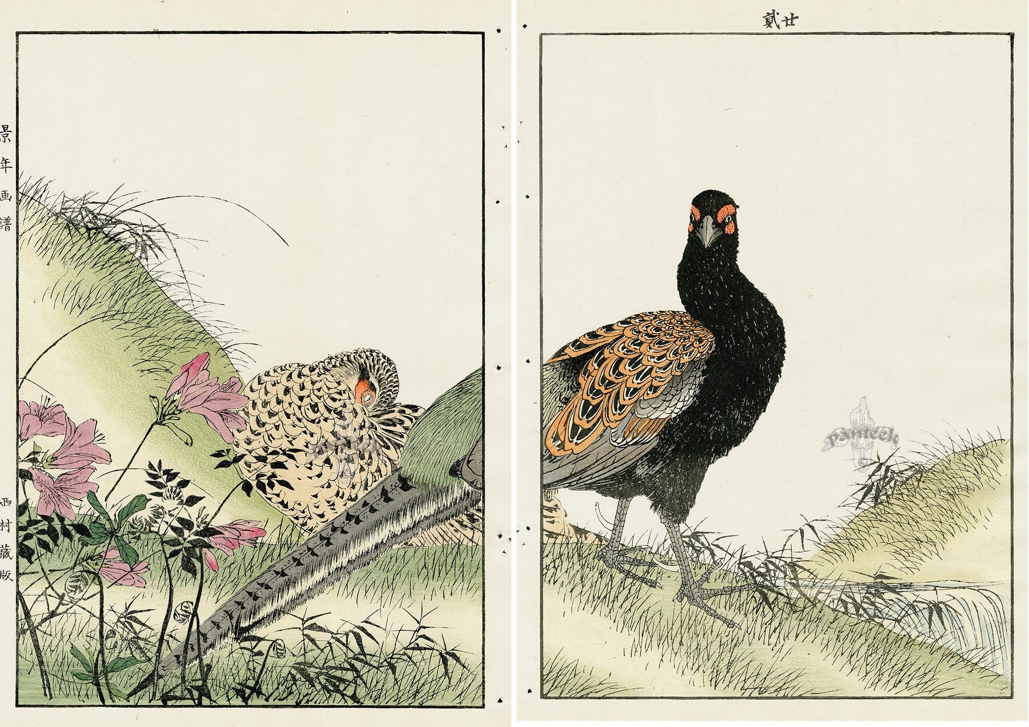 Keinen Imao Birds Kiju (Green pheasant) - Spring 2 prints