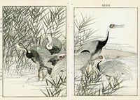 Keinen Imao Birds Manazuru Hooded Crane 2 prints - Panteek Antique Prints