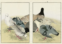 Keinen Imao Birds Pigeon Varieties 2 prints - Panteek Antique Prints