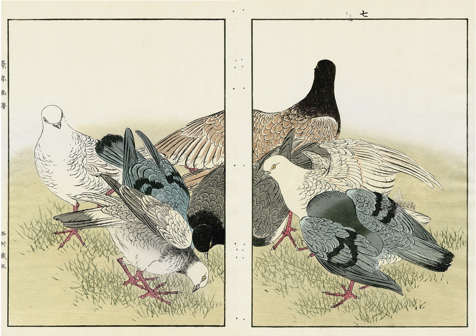 Keinen Imao Birds Pigeon Varieties 2 prints