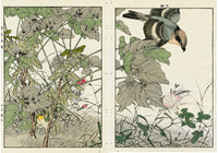 Keinen Imao Birds TMorning Glory, Pink, Shrike-Fall 2 prints - Panteek Antique Prints
