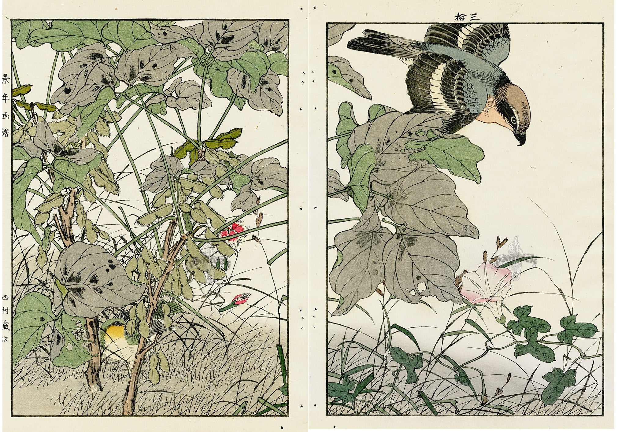 Keinen Imao Birds TMorning Glory, Pink, Shrike-Fall 2 prints