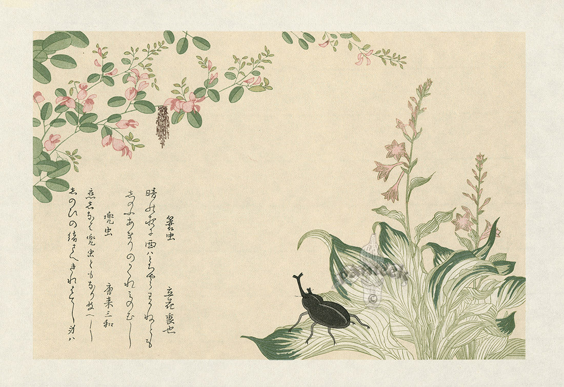 Kitagawa Utamaro Ehon Mushi Insects Bagworm, Horned Scarab Beetle