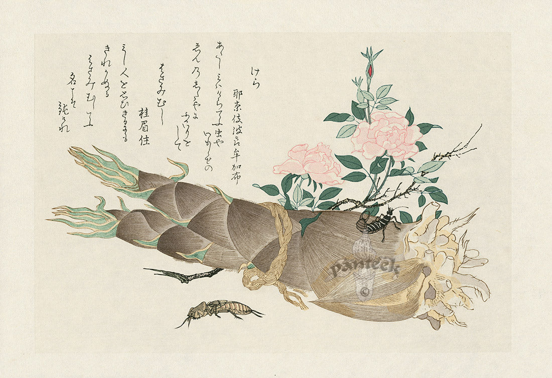 Kitagawa Utamaro Ehon Mushi Insects Mole cricket, Earwig