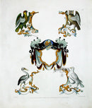 Knight Heraldry Designs 1855 Dove, Parrot, Owl, Heron - Panteek Antique Prints