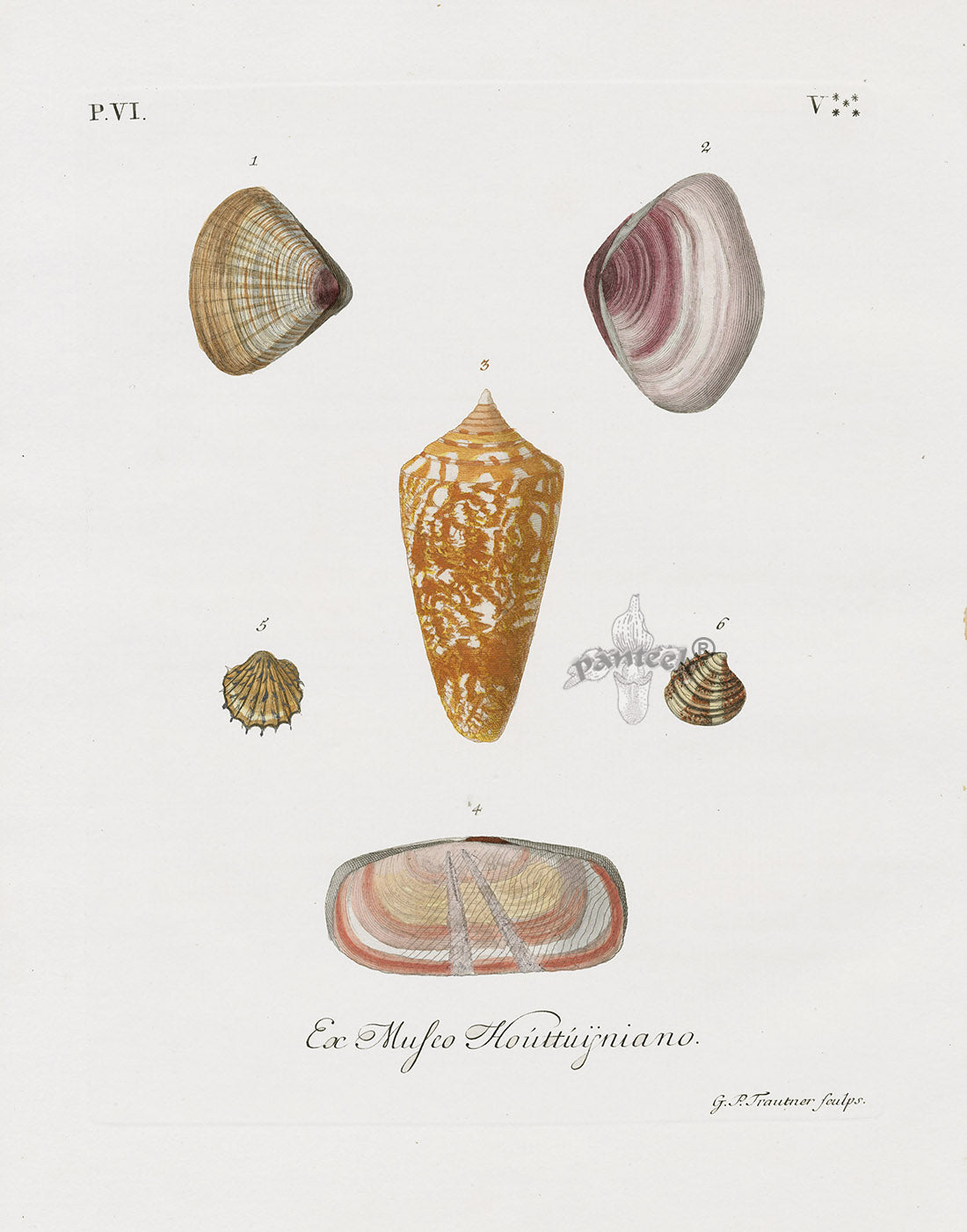 Knorr Shells Original Folio Amadis Cone