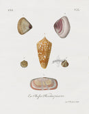 Knorr Shells Original Folio Amadis Cone - Panteek Antique Prints